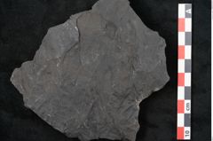 Foto (Detailansicht) von Callipteris sp.  (NHMW-GEO-2024-0188-10916)
